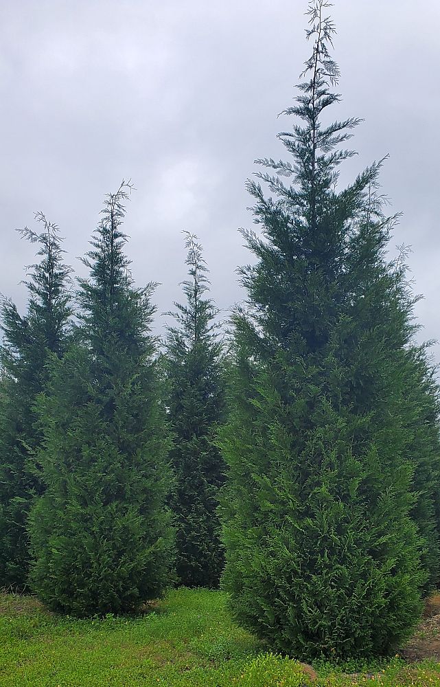 juniperus-virginiana-eastern-red-cedar