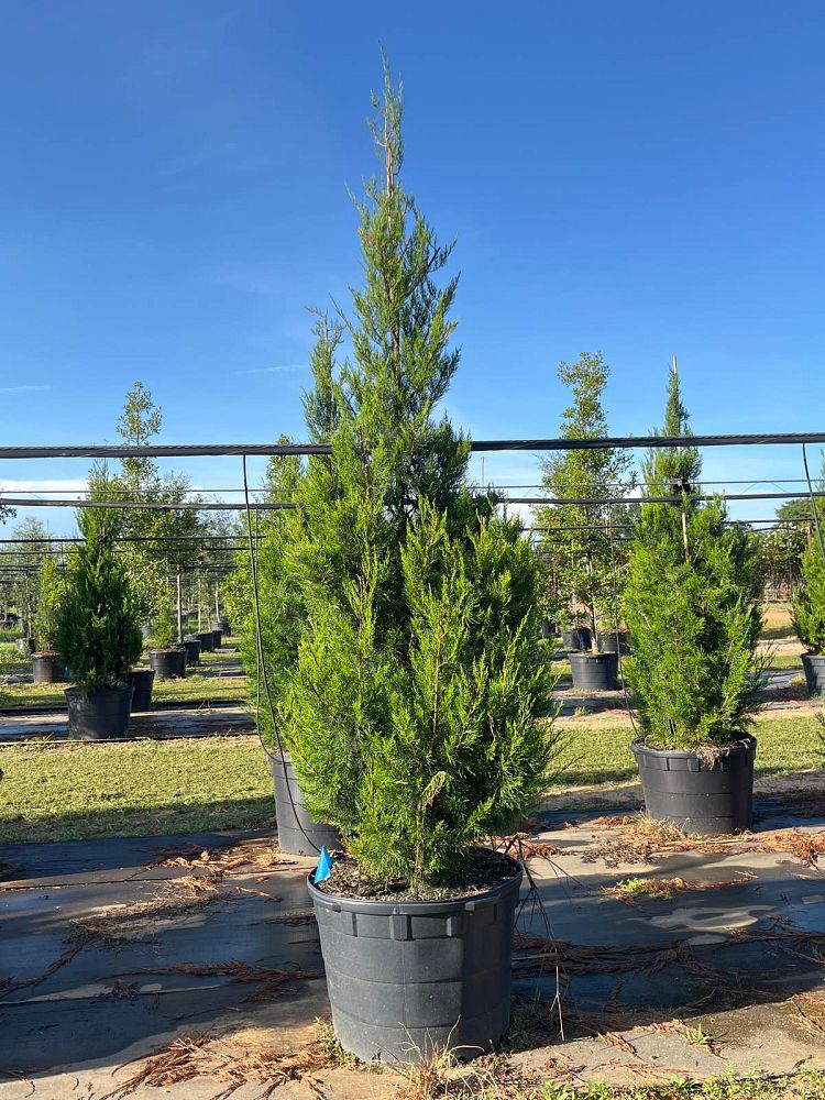 juniperus-virginiana-eastern-red-cedar