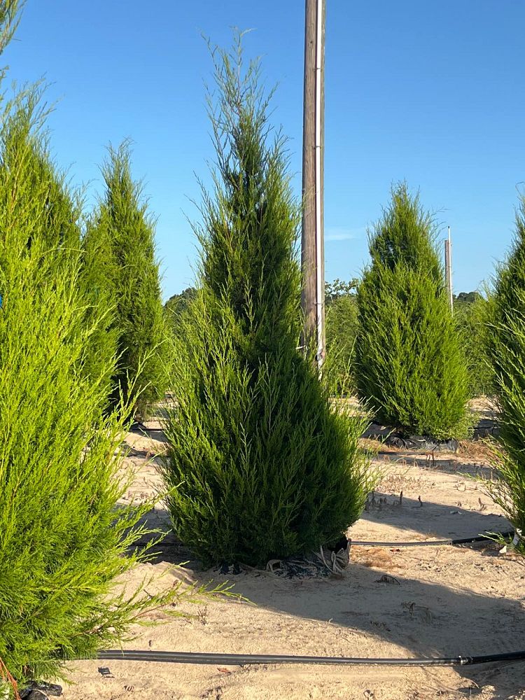 juniperus-virginiana-eastern-red-cedar