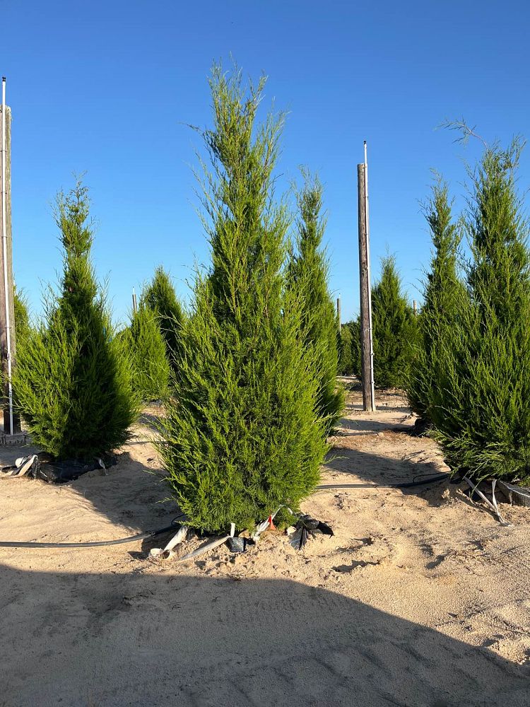 juniperus-virginiana-eastern-red-cedar