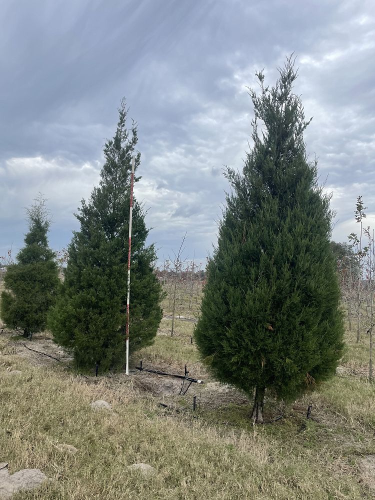 juniperus-virginiana-eastern-red-cedar