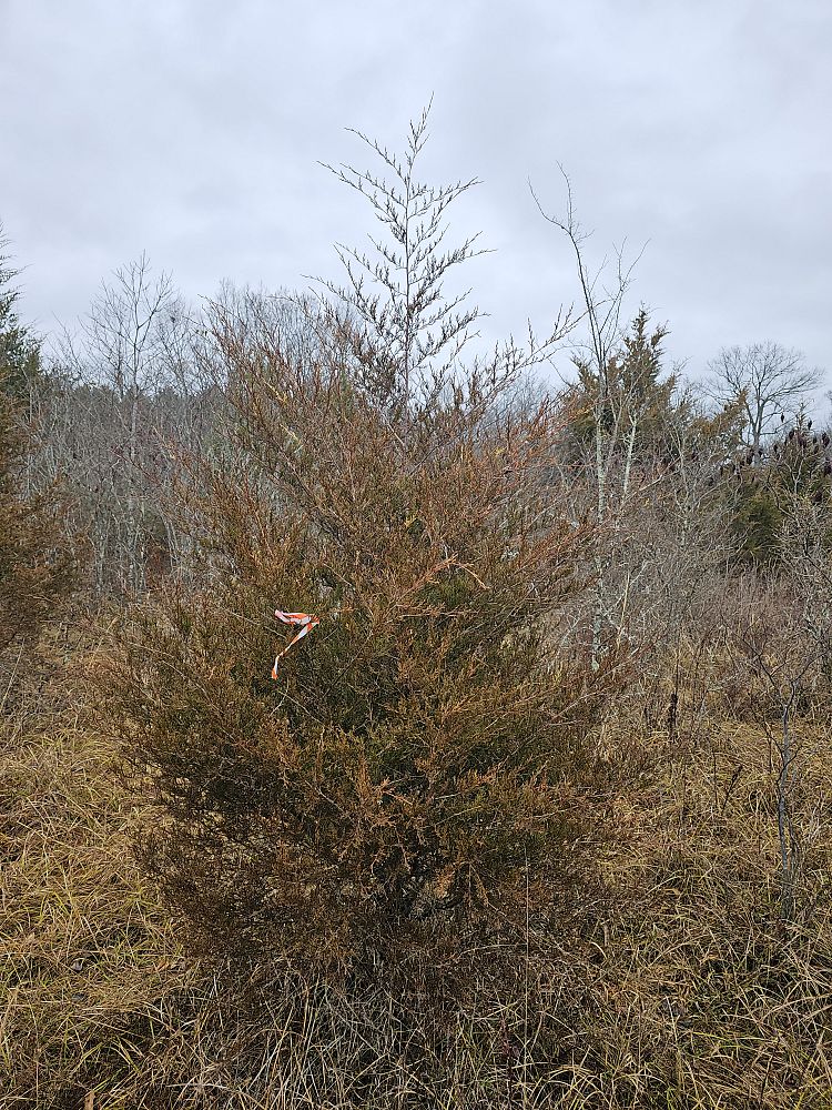 juniperus-virginiana-eastern-red-cedar