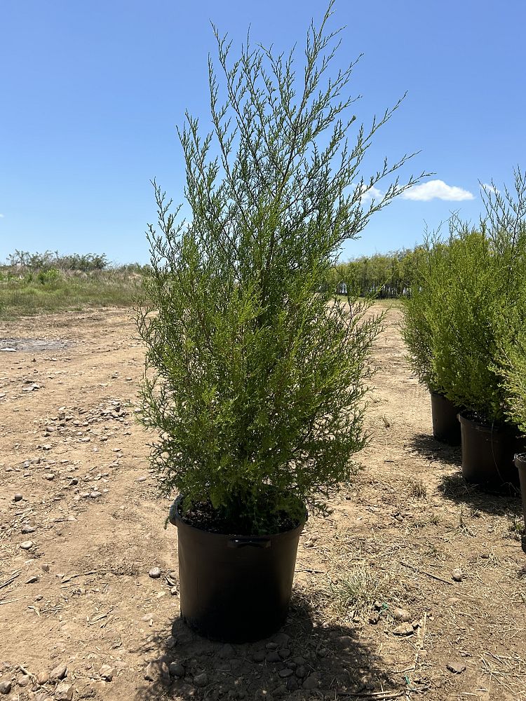 juniperus-virginiana-eastern-red-cedar