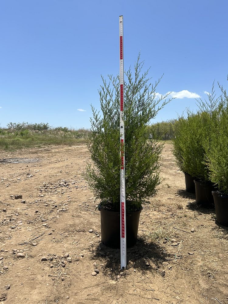 juniperus-virginiana-eastern-red-cedar