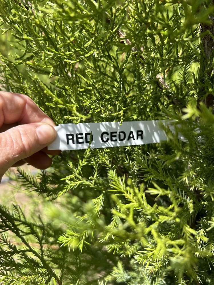 juniperus-virginiana-eastern-red-cedar