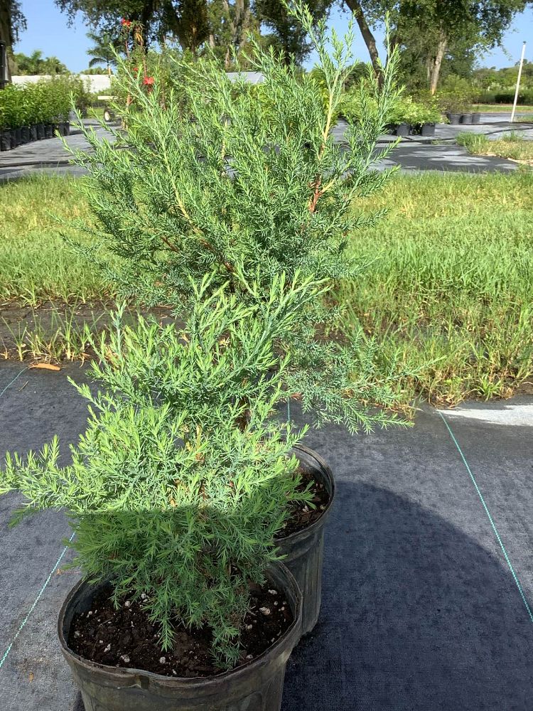 juniperus-virginiana-eastern-red-cedar