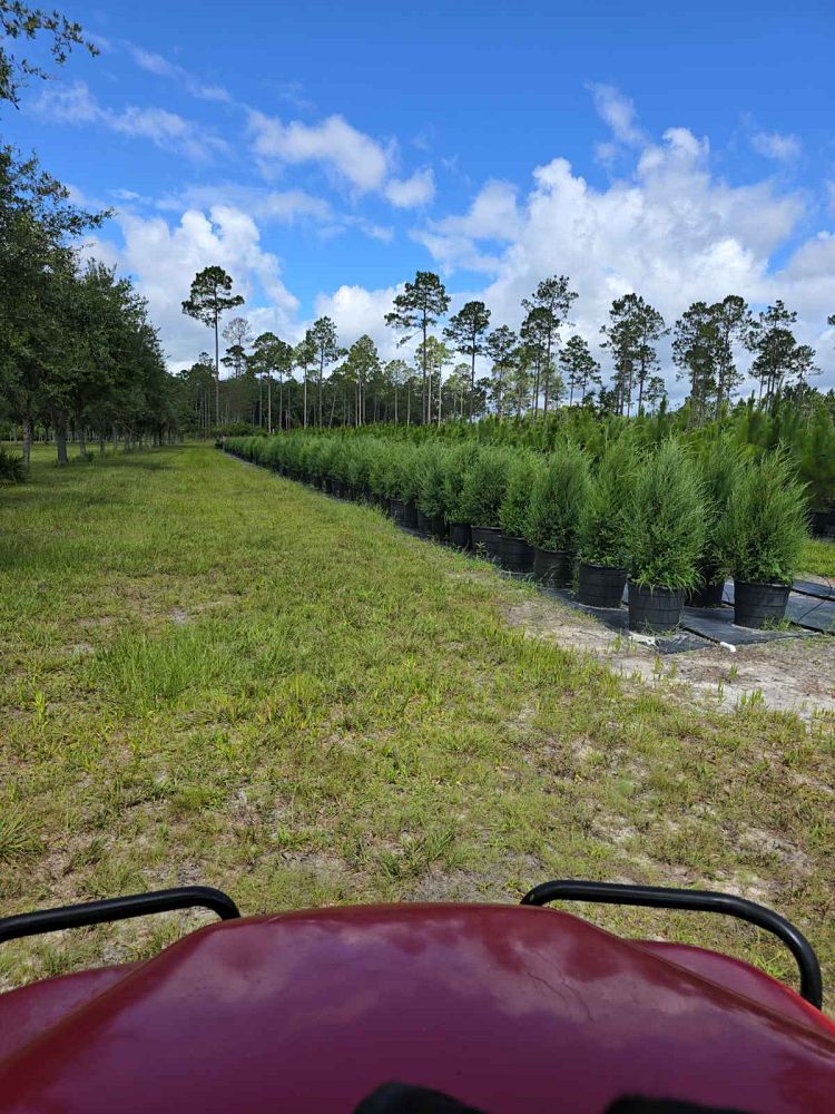 juniperus-virginiana-eastern-red-cedar