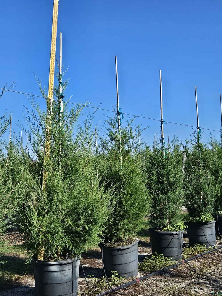 juniperus-virginiana-eastern-red-cedar