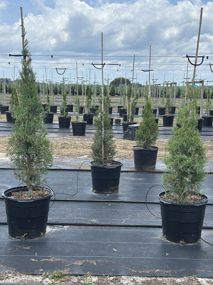 juniperus-virginiana-eastern-red-cedar