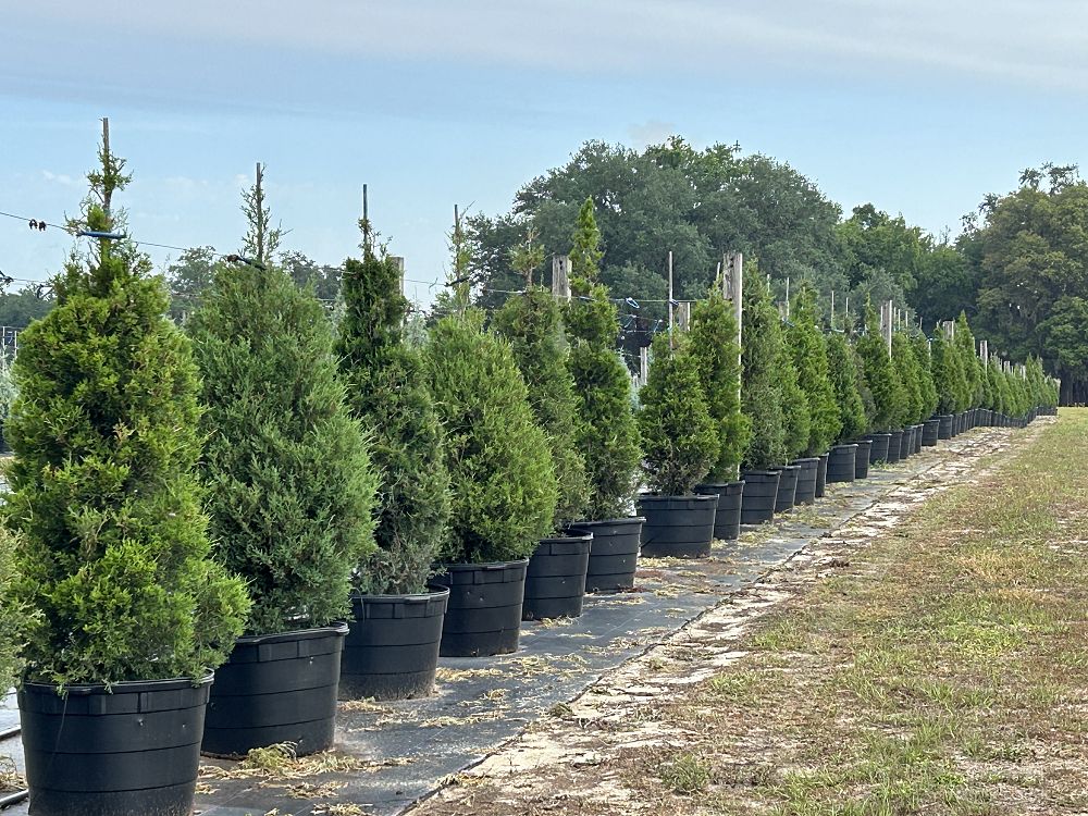 juniperus-virginiana-eastern-red-cedar