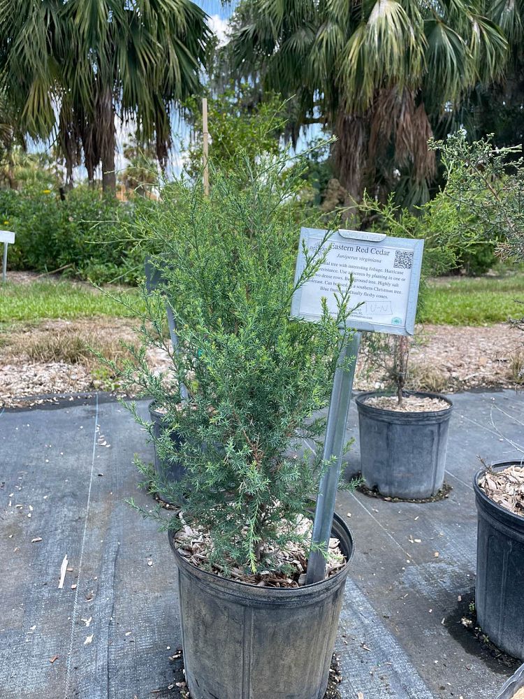juniperus-virginiana-eastern-red-cedar