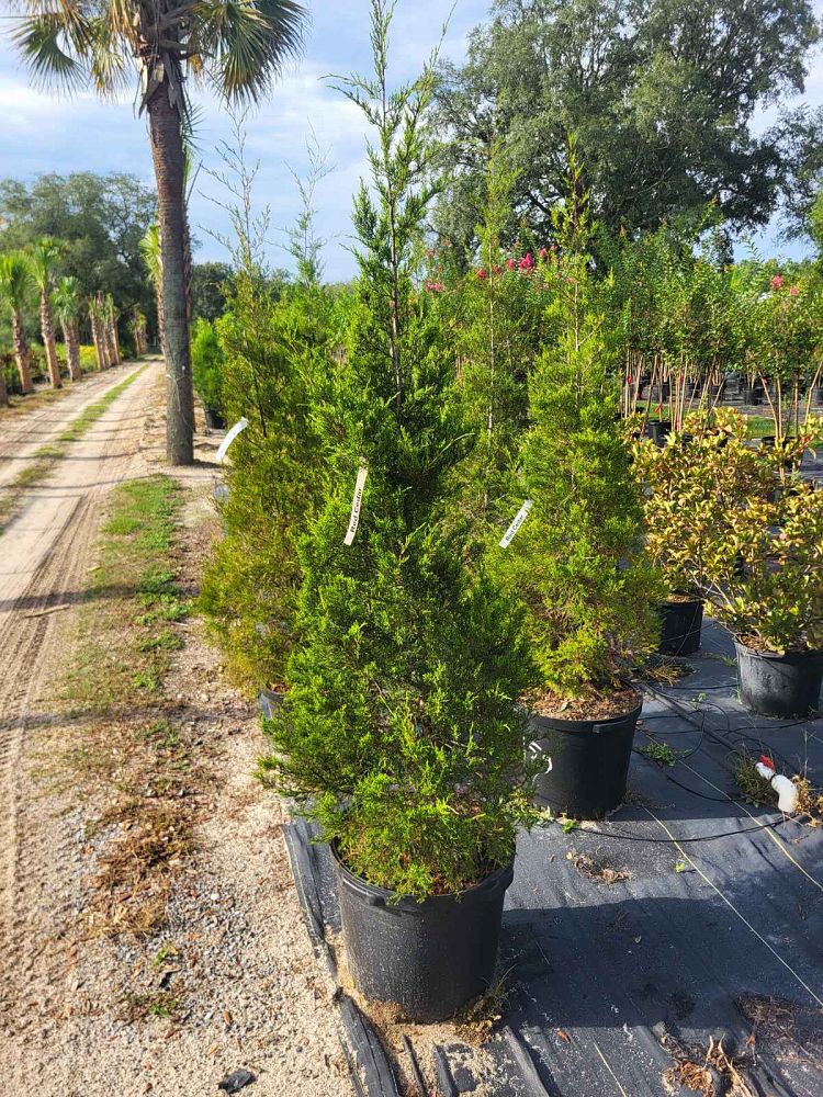 juniperus-virginiana-eastern-red-cedar