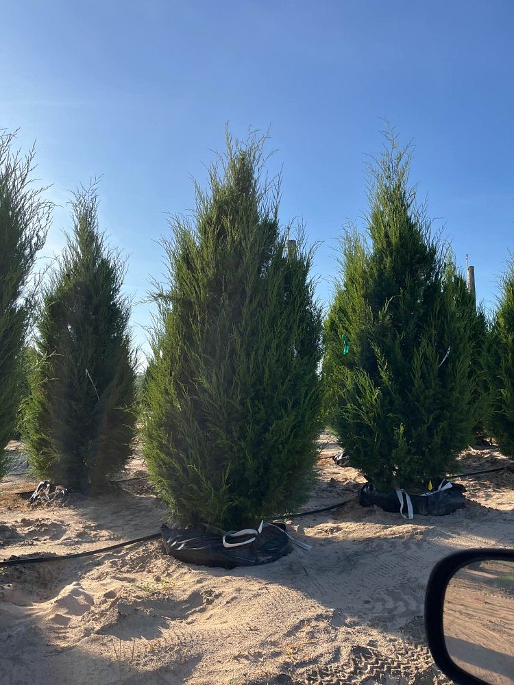 juniperus-virginiana-eastern-red-cedar