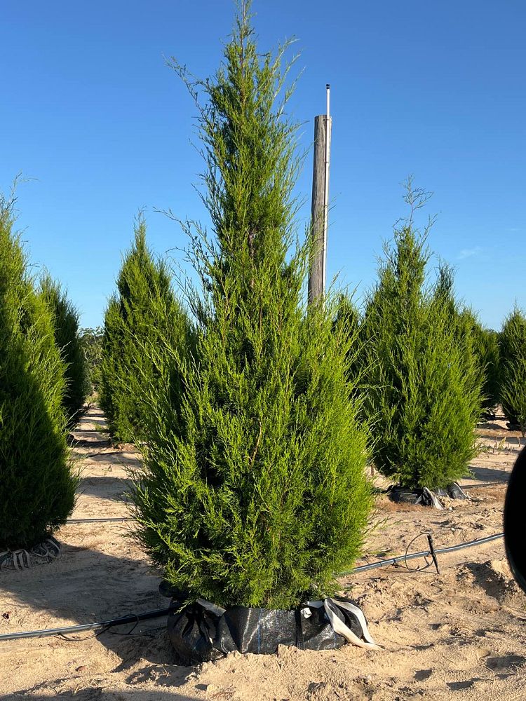 juniperus-virginiana-eastern-red-cedar