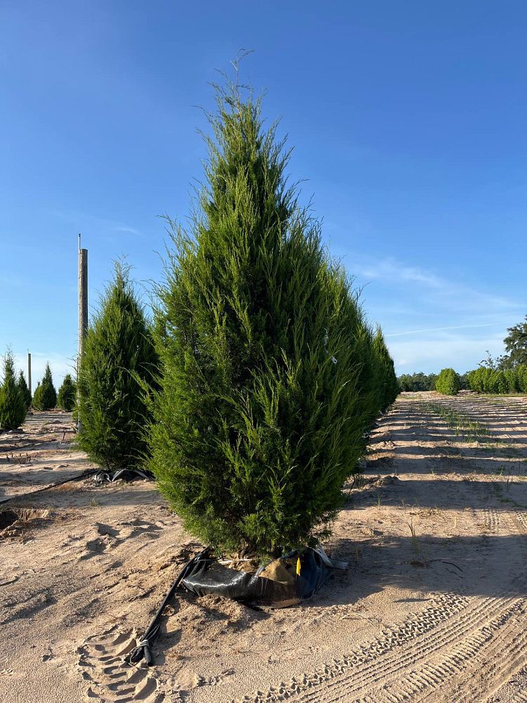 juniperus-virginiana-eastern-red-cedar