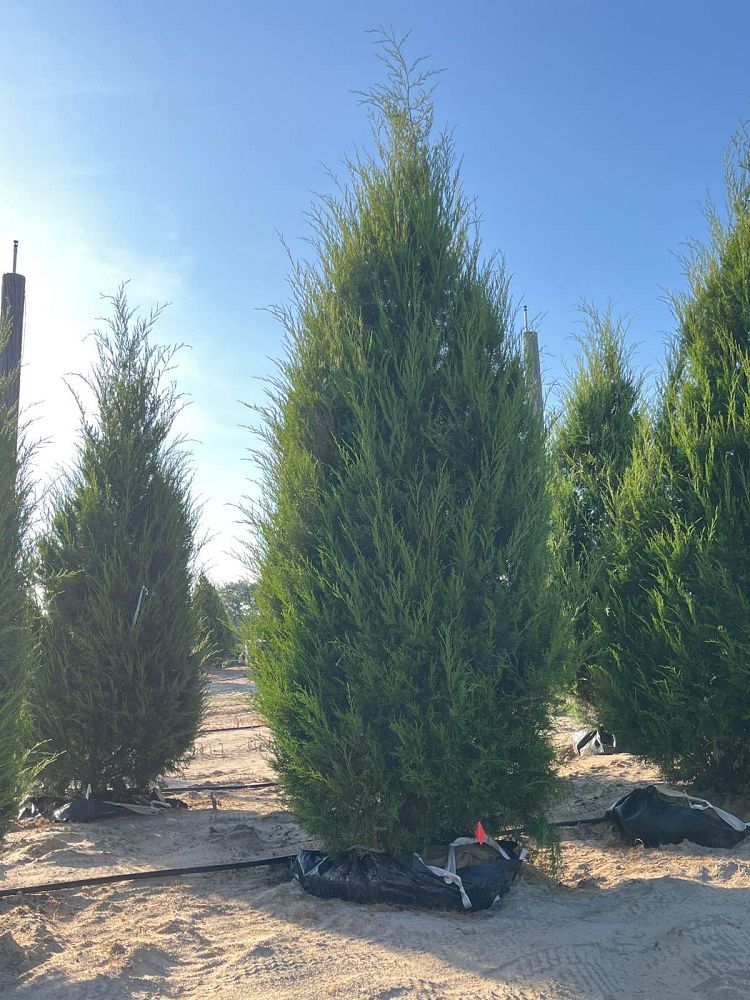 juniperus-virginiana-eastern-red-cedar