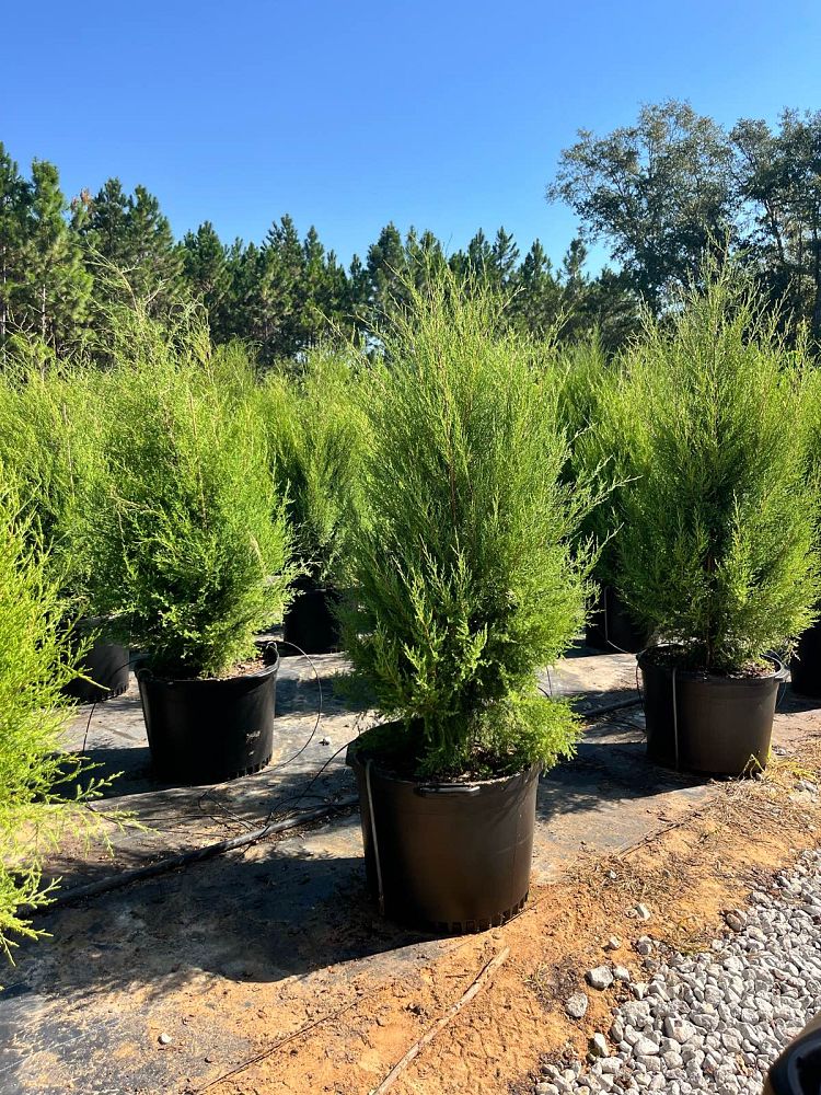 juniperus-virginiana-eastern-red-cedar