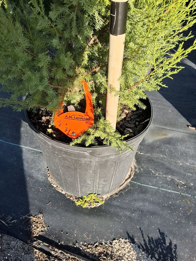 juniperus-virginiana-eastern-red-cedar