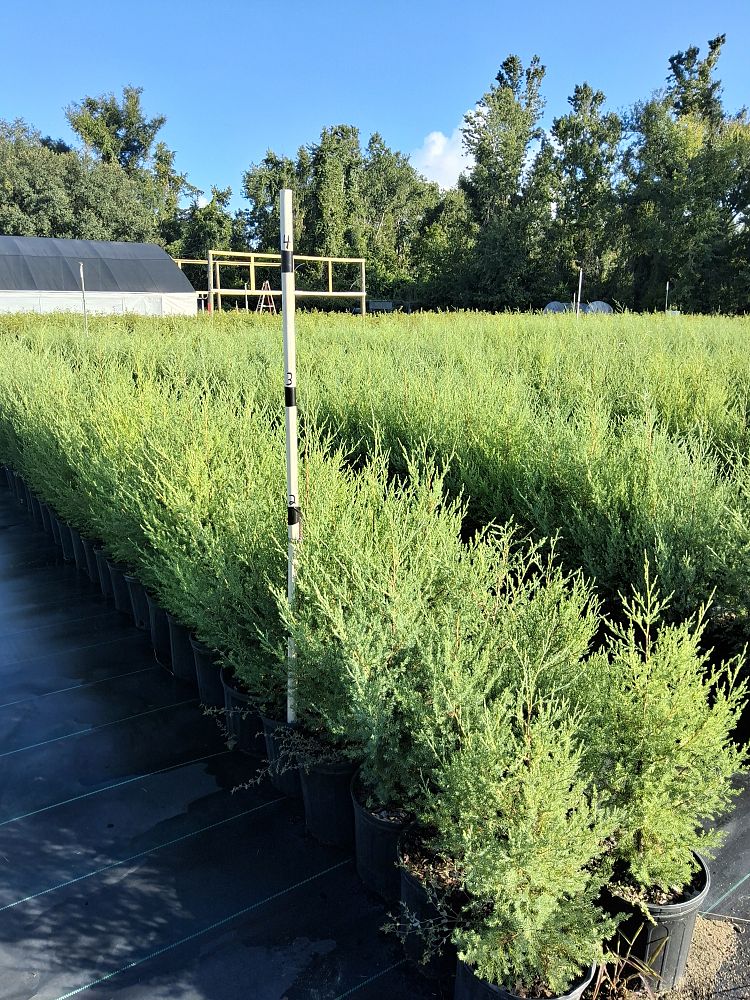 juniperus-virginiana-eastern-red-cedar
