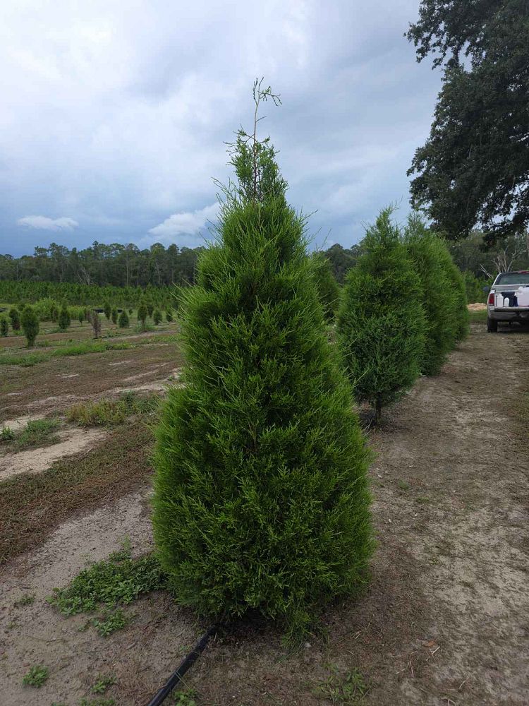 juniperus-virginiana-eastern-red-cedar