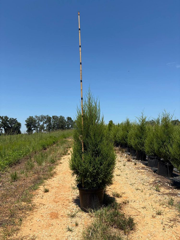 juniperus-virginiana-eastern-red-cedar