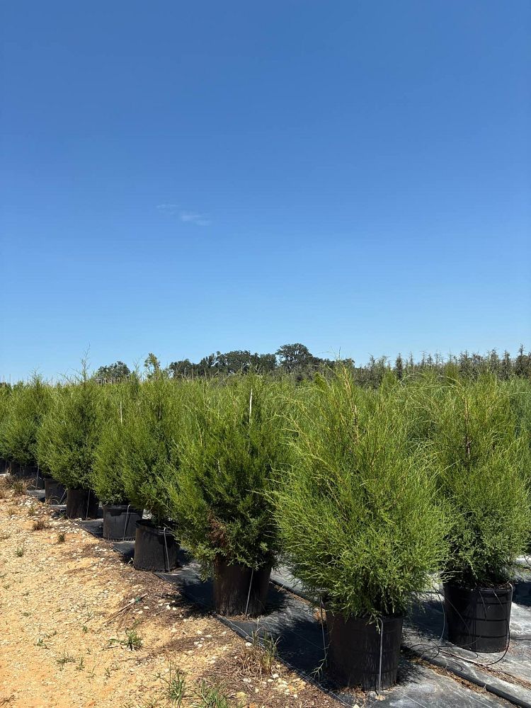 juniperus-virginiana-eastern-red-cedar