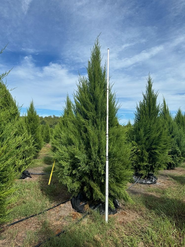 juniperus-virginiana-eastern-red-cedar