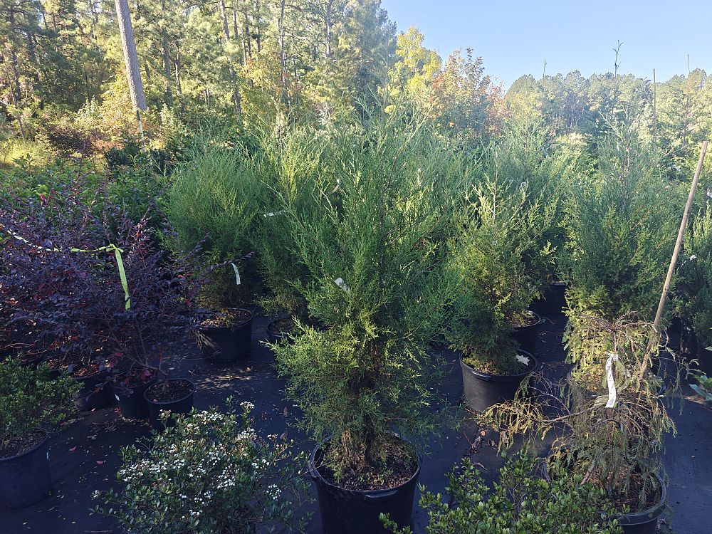 juniperus-virginiana-eastern-red-cedar