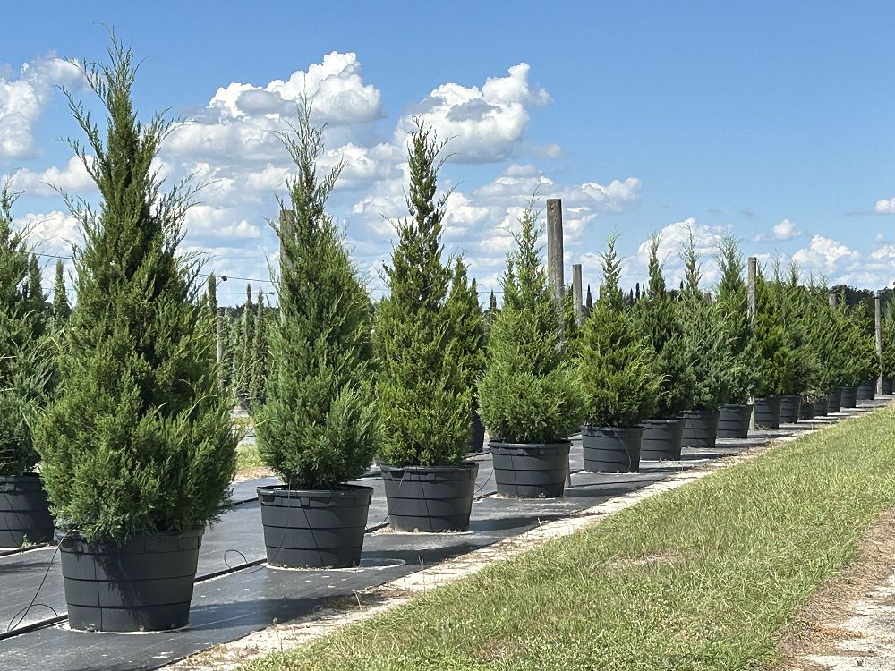 juniperus-virginiana-eastern-red-cedar