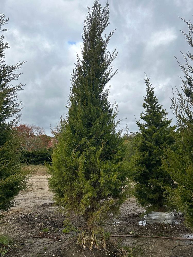 juniperus-virginiana-eastern-red-cedar