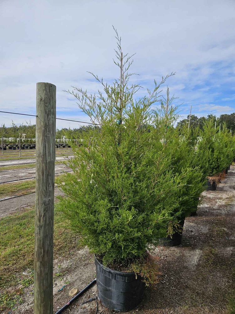 juniperus-virginiana-eastern-red-cedar