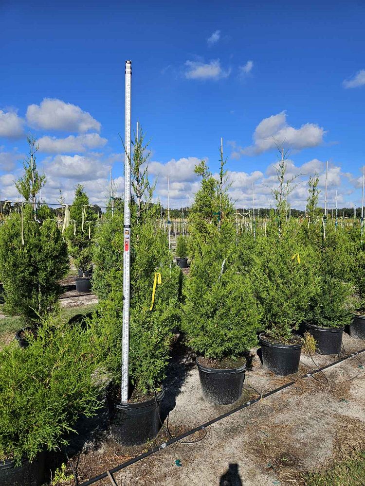 juniperus-virginiana-eastern-red-cedar