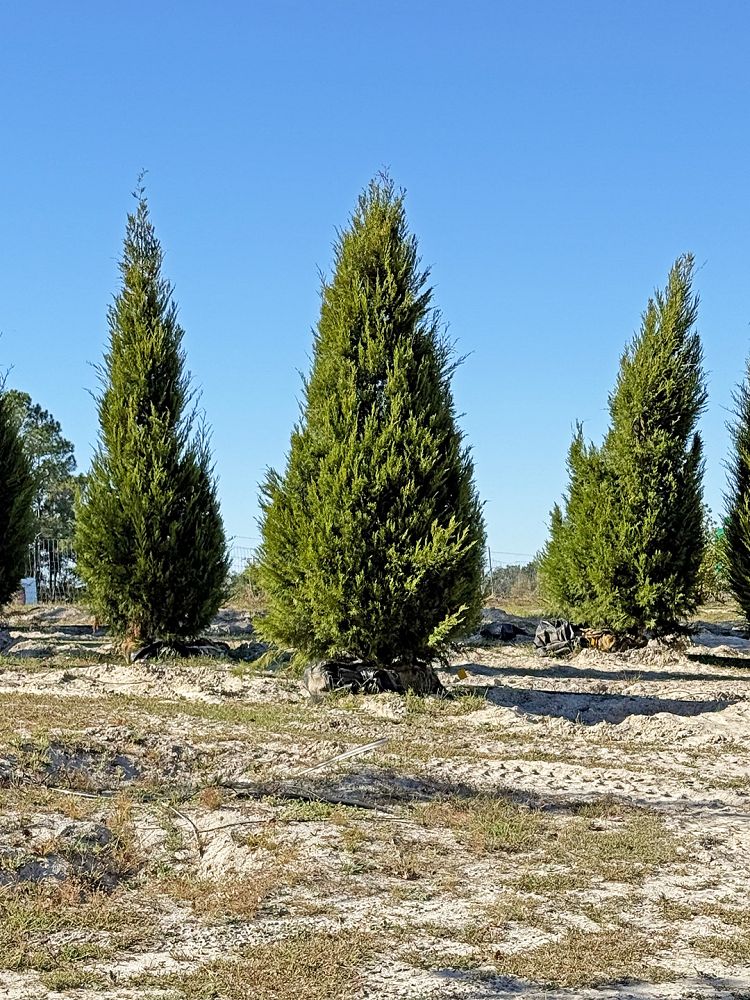 juniperus-virginiana-eastern-red-cedar
