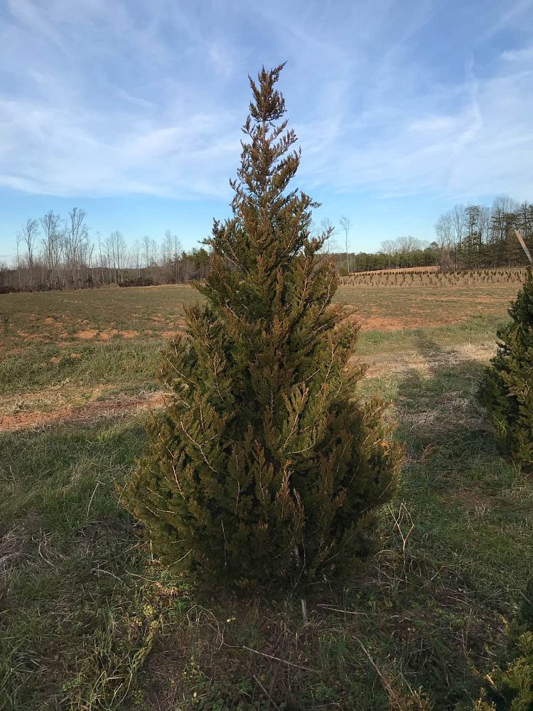 juniperus-virginiana-emerald-sentinel-eastern-red-cedar
