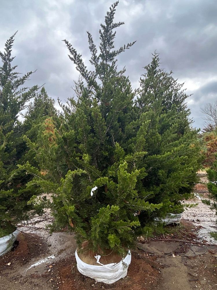 juniperus-virginiana-emerald-sentinel-eastern-red-cedar