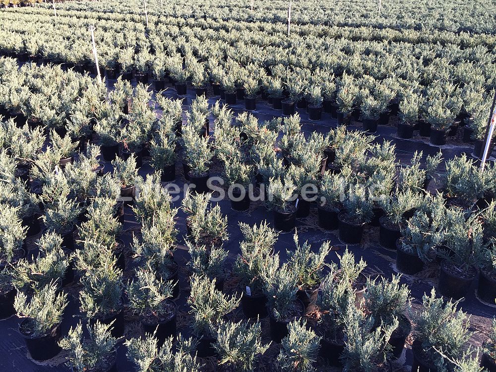 juniperus-virginiana-grey-owl-eastern-red-cedar
