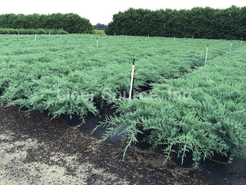 juniperus-virginiana-grey-owl-eastern-red-cedar