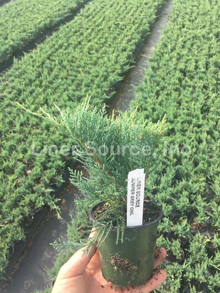 juniperus-virginiana-grey-owl-eastern-red-cedar