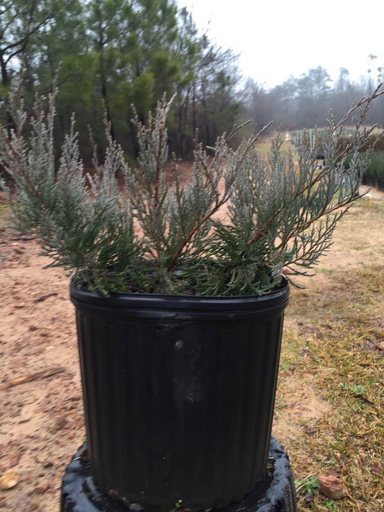 juniperus-virginiana-grey-owl-eastern-red-cedar