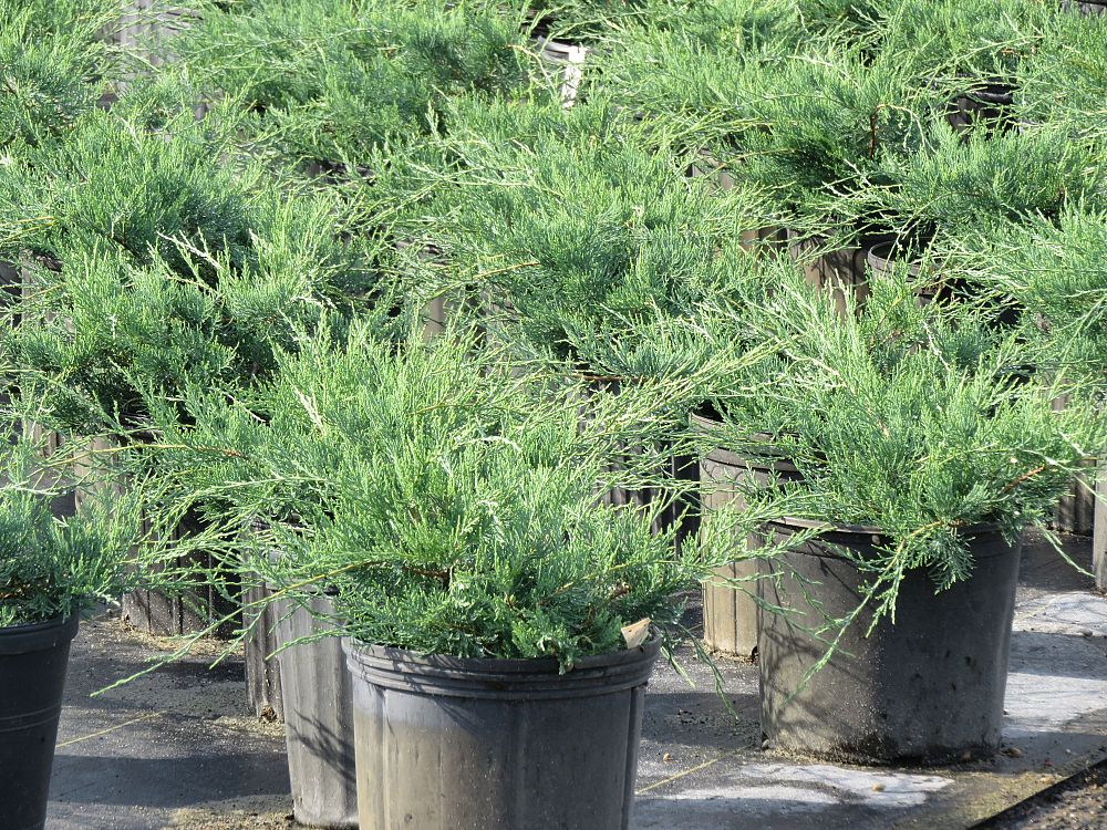 juniperus-virginiana-grey-owl-eastern-red-cedar