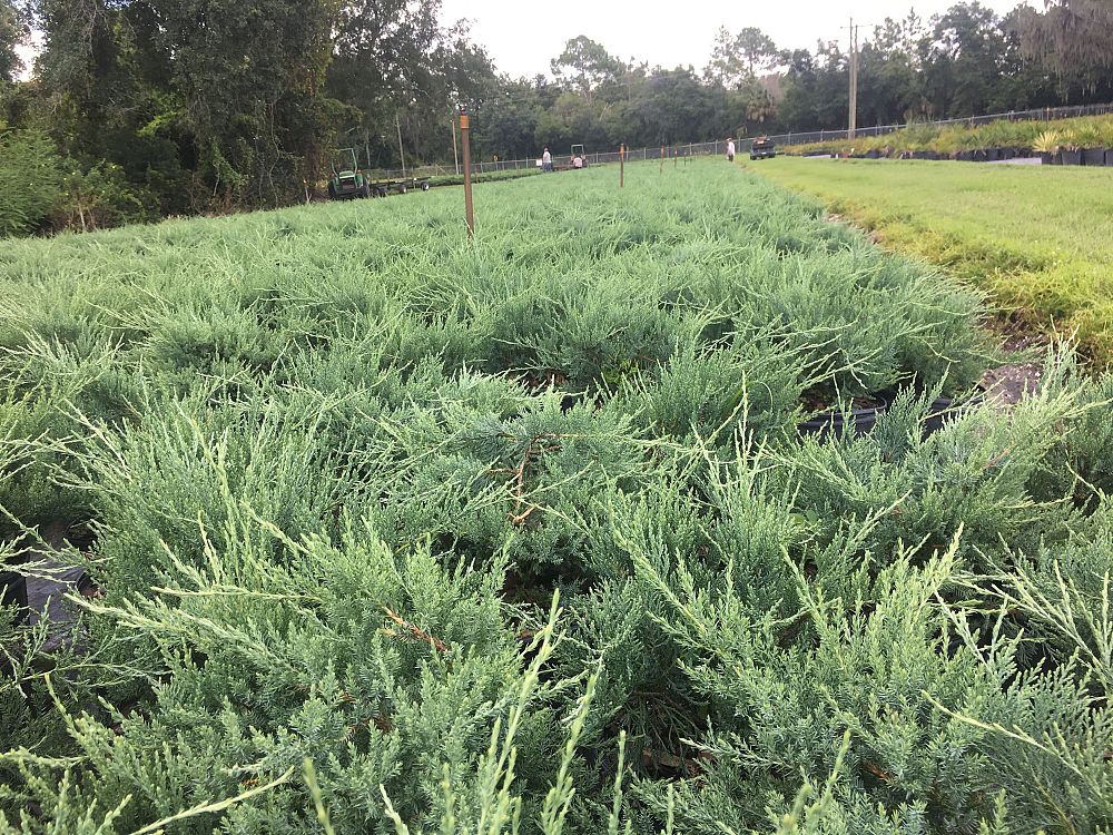 juniperus-virginiana-grey-owl-eastern-red-cedar