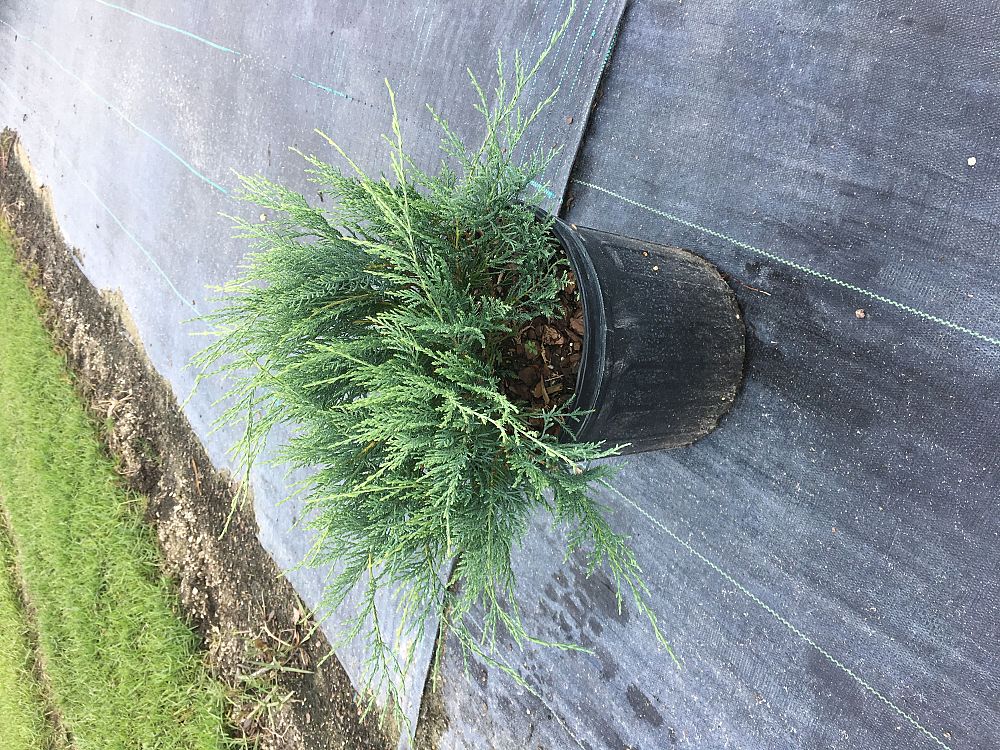 juniperus-virginiana-grey-owl-eastern-red-cedar