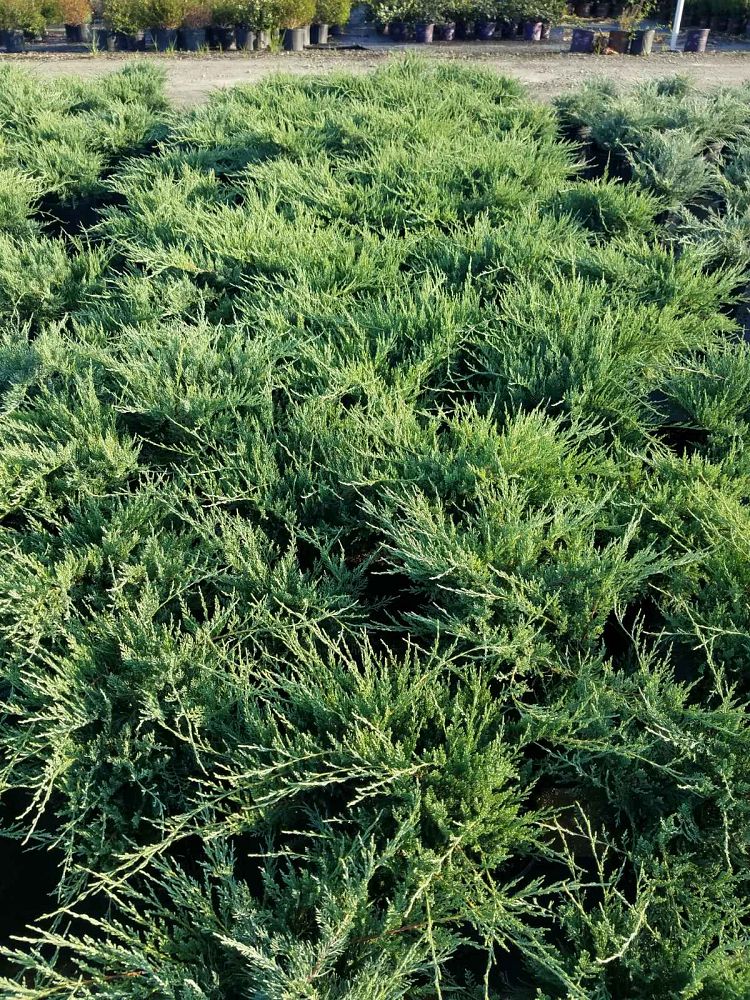 juniperus-virginiana-grey-owl-eastern-red-cedar