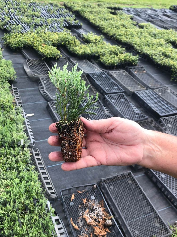 juniperus-virginiana-grey-owl-eastern-red-cedar