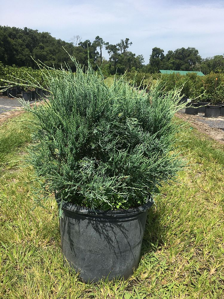 juniperus-virginiana-grey-owl-eastern-red-cedar