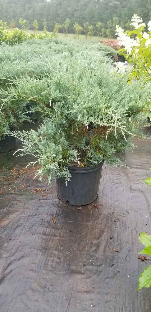 juniperus-virginiana-grey-owl-eastern-red-cedar