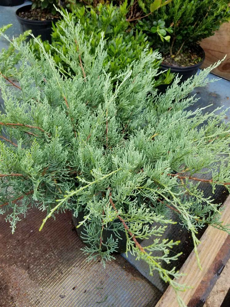 juniperus-virginiana-grey-owl-eastern-red-cedar