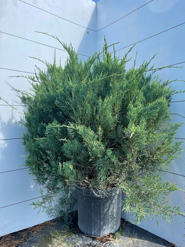 juniperus-virginiana-grey-owl-eastern-red-cedar