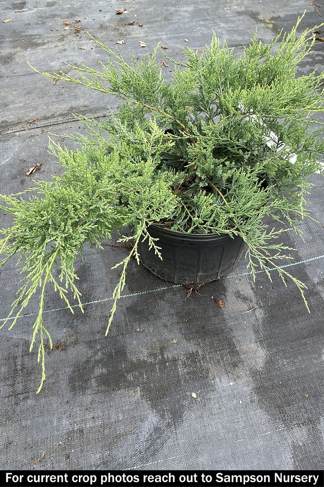 juniperus-virginiana-grey-owl-eastern-red-cedar