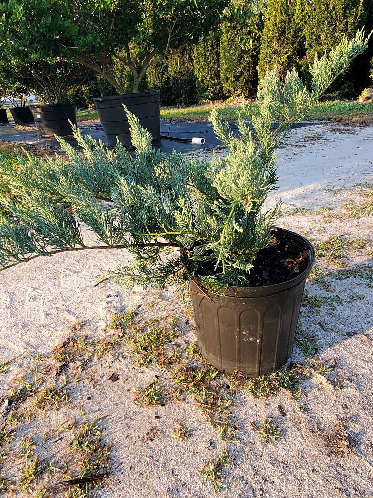 juniperus-virginiana-grey-owl-eastern-red-cedar
